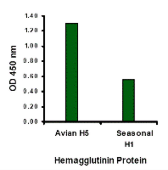 Influenza A Virus Hemagglutinin Antibody - Hemagglutinin antibody at 1 ug/mL specifically recognizes Avian H5N1 influenza virus but not seasonal influenza virus A H1N1 Hemagglutinin protein.