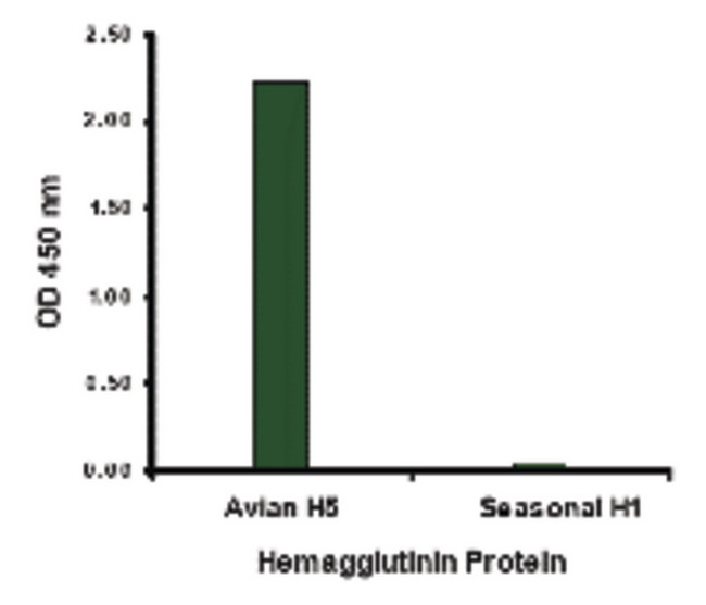 Influenza A Virus Hemagglutinin Antibody - Hemaglutinin antibody at 1 ug/ml specifically recognizes Avian H5N1 influenza virus but not seasonal influenza virus A H1N1 Hemagglutinin protein.