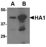 Influenza A Virus Hemagglutinin Antibody - Western blot of (A) 5 ng and (B) 25 ng of recombinant HA1 with Avian Influenza Hemagglutinin 2 antibody at 1 ug/ml.