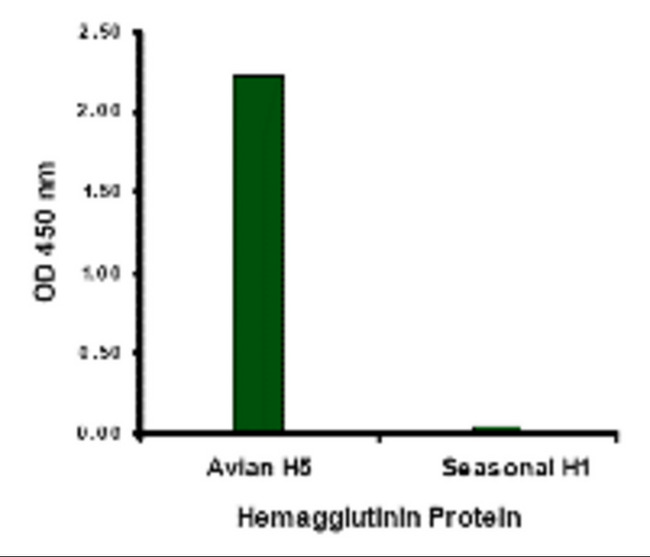 Influenza A Virus Hemagglutinin Antibody - Hemaglutinin antibody at 1 ug/mL specifically recognizes Avian H5N1 influenza virus but not seasonal influenza virus A H1N1 Hemagglutinin protein.