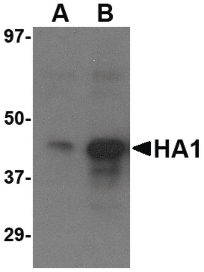 Influenza A Virus Hemagglutinin Antibody - Western blot of (A) 1 ng and (B) 5 ng of recombinant HA1 with Avian Influenza Hemagglutinin 3 antibody at 1 ug/ml.