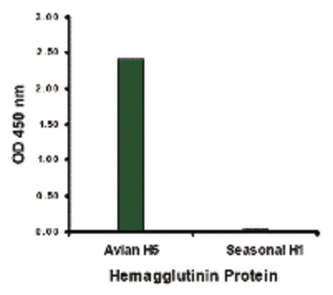 Influenza A Virus Hemagglutinin Antibody - Hemagglutinin antibody at 1 ug/ml specifically recognizes Avian H5N1 influenza virus but not seasonal influenza virus A H1N1 Hemagglutinin protein.
