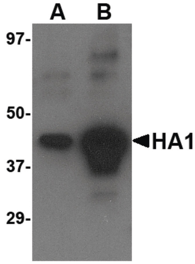 Influenza A Virus Hemagglutinin Antibody - Western blot of (A) 5 ng and (B) 25 ng of recombinant HA1 with Avian Influenza Hemagglutinin 4 antibody at 1 ug/ml.