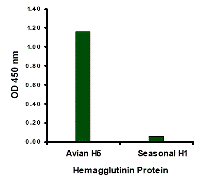 Influenza A Virus Hemagglutinin Antibody - Hemagglutinin antibody at 1 ug/mL specifically recognizes Avian H5N1 influenza virus but not seasonal influenza virus A H1N1 Hemagglutinin protein.