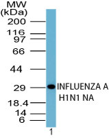 Influenza A Virus N1 Antibody - Western blot of Influenza A H1N1 NA (swine flu) in a recombinant fusion protein containing amino acids 35-48 using Polyclonal Antibody to Influenza A H1N1 NA (Swine flu) at 2 ug/ml. Goat anti-rabbit Ig HRP secondary antibody, and PicoTect ECL substrate solution, were used for this test.