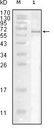 Influenza A Virus Nucleoprotein Antibody - Western blot of Influenza A virus Nucleoprotein mouse mAb against full-length recombinant Influenza A virus Nucleoprotein.
