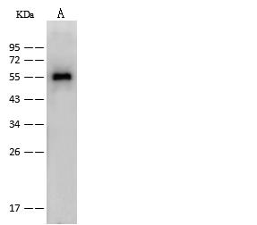 Influenza A Virus Nucleoprotein Antibody - Anti-Influenza A H1N1 Nucleoprotein / NP rabbit polyclonal antibody at 1:2000 dilution.Sample: Influenza A H1N1 Nucleoprotein / NP Recombinant Protein. Lane A: 10ng. Secondary: Goat Anti-Rabbit IgG (H+L)/HRP at 1/10000 dilution. Developed using the ECL technique. Performed under reducing conditions.