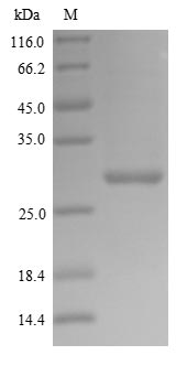 PA / Polymerase Acidic Protein Protein - (Tris-Glycine gel) Discontinuous SDS-PAGE (reduced) with 5% enrichment gel and 15% separation gel.
