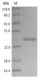 PA / Polymerase Acidic Protein Protein - (Tris-Glycine gel) Discontinuous SDS-PAGE (reduced) with 5% enrichment gel and 15% separation gel.