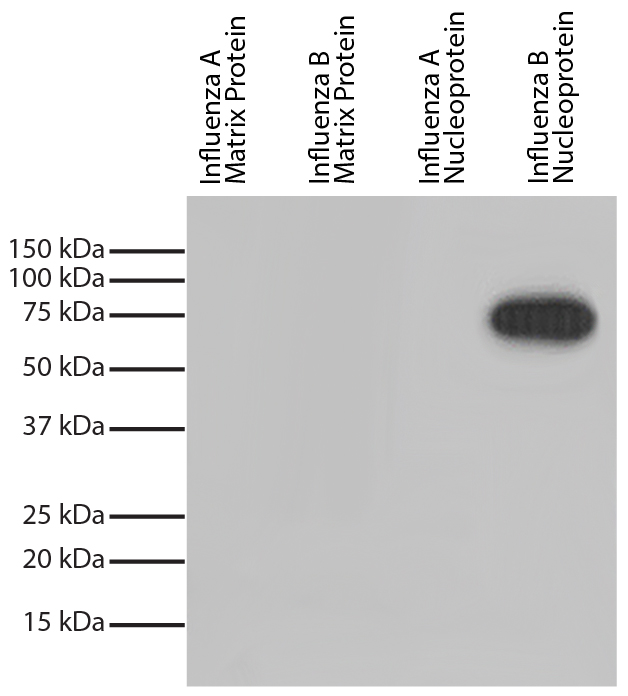 Influenza B Nucleoprotein Antibody - Recombinant influenza proteins were resolved by electrophoresis, transferred to PVDF membrane, and probed with Mouse Anti-Influenza B, Nucleoprotein-HRP. Proteins were visualized with chemiluminescent detection.