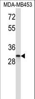 ING1 Antibody - ING1 Antibody western blot of MDA-MB453 cell line lysates (35 ug/lane). The ING1 antibody detected the ING1 protein (arrow).