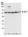 ING1 Antibody - Detection of human and mouse ING1 by western blot. Samples: Whole cell lysate (50 µg) from HeLa, HEK293T, Jurkat, mouse TCMK-1, and mouse NIH 3T3 cells prepared using NETN lysis buffer. Antibody: Affinity purified rabbit anti-ING1 antibody used for WB at 0.1 µg/ml. Detection: Chemiluminescence with an exposure time of 10 seconds.