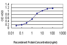 ING1 Antibody - Detection limit for recombinant GST tagged ING1 is approximately 0.1 ng/ml as a capture antibody.
