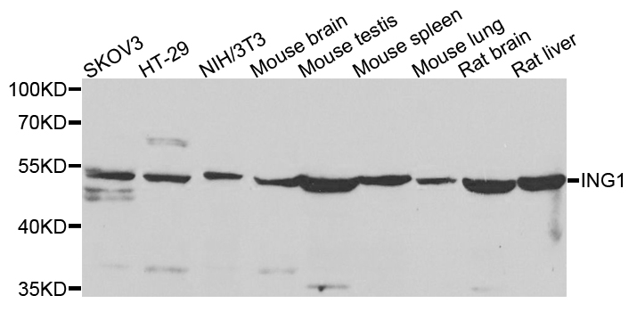 ING1 Antibody - Western blot analysis of extracts of various cells.