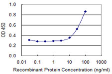 ING2 Antibody - Detection limit for recombinant GST tagged ING2 is 3 ng/ml as a capture antibody.