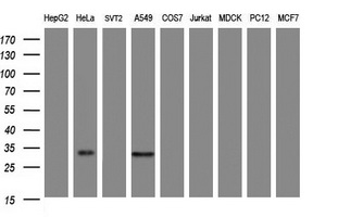 ING2 Antibody - Western blot of extracts (35ug) from 9 different cell lines by using anti-ING2 monoclonal antibody (HepG2: human; HeLa: human; SVT2: mouse; A549: human; COS7: monkey; Jurkat: human; MDCK: canine; PC12: rat; MCF7: human).