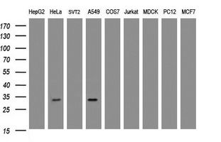 ING2 Antibody - Western blot of extracts (35 ug) from 9 different cell lines by using g anti-ING2 monoclonal antibody (HepG2: human; HeLa: human; SVT2: mouse; A549: human; COS7: monkey; Jurkat: human; MDCK: canine; PC12: rat; MCF7: human).