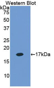 INHA / Inhibin Alpha Antibody - Western blot of recombinant INHA / Inhibin Alpha. This image was taken for the unconjugated form of this product. Other forms have not been tested.