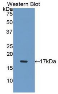 INHA / Inhibin Alpha Antibody - Western Blot; Sample: Recombinant protein.