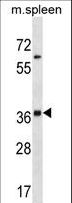 INHA / Inhibin Alpha Antibody - Mouse Inha Antibody western blot of mouse spleen tissue lysates (35 ug/lane). The Inha antibody detected the Inha protein (arrow).