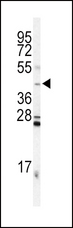 INHA / Inhibin Alpha Antibody - Western blot of NHA Antibody in mouse testis tissue lysates (35 ug/lane). NHA (arrow) was detected using the purified antibody.