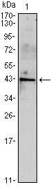 INHA / Inhibin Alpha Antibody - Western blot using INHA mouse monoclonal antibody against mouse spermary (1) tissues lysate.