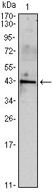 INHA / Inhibin Alpha Antibody - INHA Antibody in Western Blot (WB)
