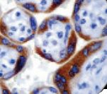 INHA / Inhibin Alpha Antibody - IHC of Inhibin Alpha on FFPE Testicle tissue. This image was taken for the unmodified form of this product. Other forms have not been tested.