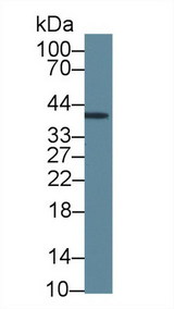 INHA / Inhibin Alpha Antibody - Western Blot; Sample: Rat Cerebrum lysate; Primary Ab: 5µg/ml Mouse Anti-Human INHA Antibody Second Ab: 0.2µg/mL HRP-Linked Caprine Anti-Mouse IgG Polyclonal Antibody