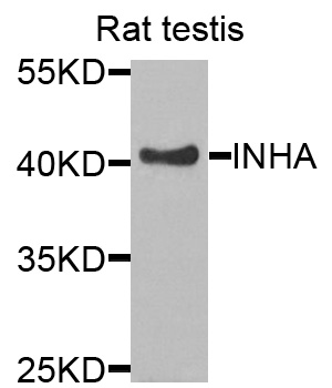 INHA / Inhibin Alpha Antibody - Western blot analysis of extracts of rat testis, using INHA antibody at 1:1000 dilution. The secondary antibody used was an HRP Goat Anti-Rabbit IgG (H+L) at 1:10000 dilution. Lysates were loaded 25ug per lane and 3% nonfat dry milk in TBST was used for blocking.