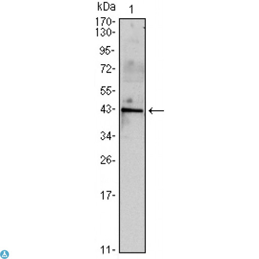 INHA / Inhibin Alpha Antibody - Western Blot (WB) analysis using Inhibin alpha Monoclonal Antibody against mouse spermary (1) tissues lysate.
