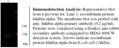INHA / Inhibin Alpha Antibody - Immunodetection Analysis: Representative blot from a previous lot. Lane 1, recombinant protein INHalpha . The membrane blot was probed with antiALPP primary antibody (0.2 µg/ml). Proteins were visualized using a Donkey anti-rabbit secondary antibody conjugated to IRDye 800CW detection system. Arrows indicate recombinant protein INHalpha from E.coli cell (12kDa).