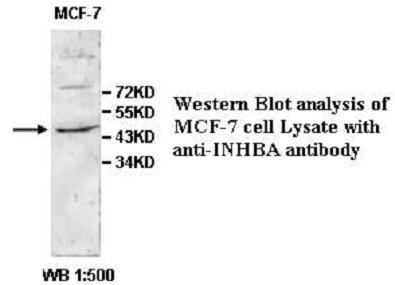 INHBA / Inhibin Beta A Antibody