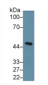 INHBA / Inhibin Beta A Antibody - Western Blot; Sample: Mouse Cerebellum lysate; Primary Ab: 1µg/ml Rabbit Anti-Human INHbA Antibody Second Ab: 0.2µg/mL HRP-Linked Caprine Anti-Rabbit IgG Polyclonal Antibody