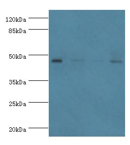INHBA / Inhibin Beta A Antibody - Western blot. All lanes: Inhibin beta A chain antibody at 2 ug/ml. Lane 1: HeLa whole cell lysate Lane 2: HepG2 whole cell lysate Lane 3: A549 whole cell lysate Lane 4: MCF-7 whole cell lysate. Secondary antibody: goat polyclonal to rabbit at 1:10000 dilution.  This image was taken for the unconjugated form of this product. Other forms have not been tested.