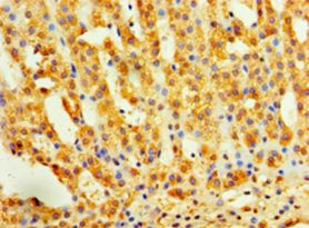 INHBA / Inhibin Beta A Antibody - Immunohistochemistry of paraffin-embedded human adrenal gland using antibody at 1: 100 dilution.  This image was taken for the unconjugated form of this product. Other forms have not been tested.