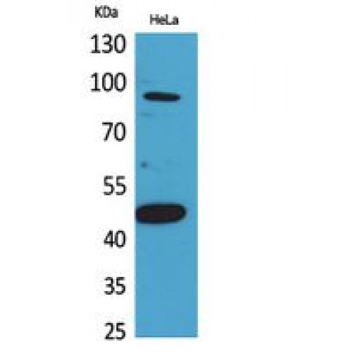 INHBB / Inhibin Beta B Antibody - Western blot of Inhibin beta-B antibody