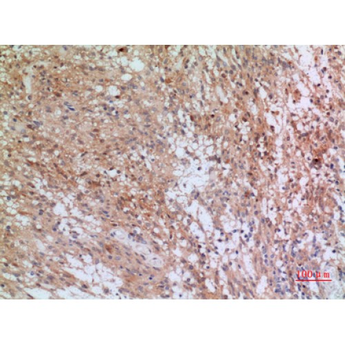 INHBB / Inhibin Beta B Antibody - Immunohistochemistry of Inhibin beta-B antibody