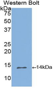 INHBB / Inhibin Beta B Antibody - Western blot of recombinant Inhibin Beta B / INHBB.  This image was taken for the unconjugated form of this product. Other forms have not been tested.