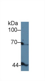 INHBB / Inhibin Beta B Antibody - Western Blot; Sample: Gallus Serum; Primary Ab: 5µg/ml Rabbit Anti-Gallus INHbB Antibody Second Ab: 0.2µg/mL HRP-Linked Caprine Anti-Rabbit IgG Polyclonal Antibody