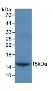 INHBB / Inhibin Beta B Antibody - Western Blot; Sample: Recombinant INHbB, Gallus.