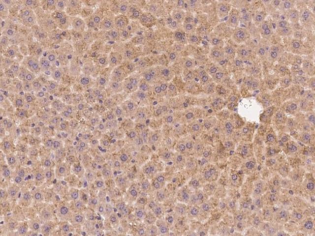 INHBB / Inhibin Beta B Antibody - Immunochemical staining of human Inhibin beta B in mouse liver with rabbit polyclonal antibody at 1:200 dilution, formalin-fixed paraffin embedded sections.