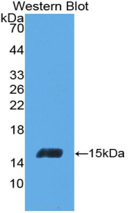 INHBC Antibody - Western blot of recombinant INHBC.  This image was taken for the unconjugated form of this product. Other forms have not been tested.