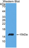 INHBC Antibody - Western blot of recombinant INHBC.  This image was taken for the unconjugated form of this product. Other forms have not been tested.
