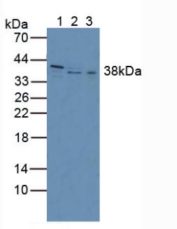 INHBC Antibody - Western Blot; Sample: Lane1: Human PC-3 Cells; Lane2: Human Hela Cells; Lane3: Rat Heart Tissue.