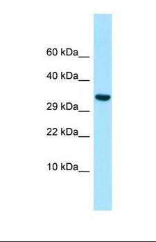INHBC Antibody - Western blot of Human Hela. INHBC antibody dilution 1.0 ug/ml.  This image was taken for the unconjugated form of this product. Other forms have not been tested.
