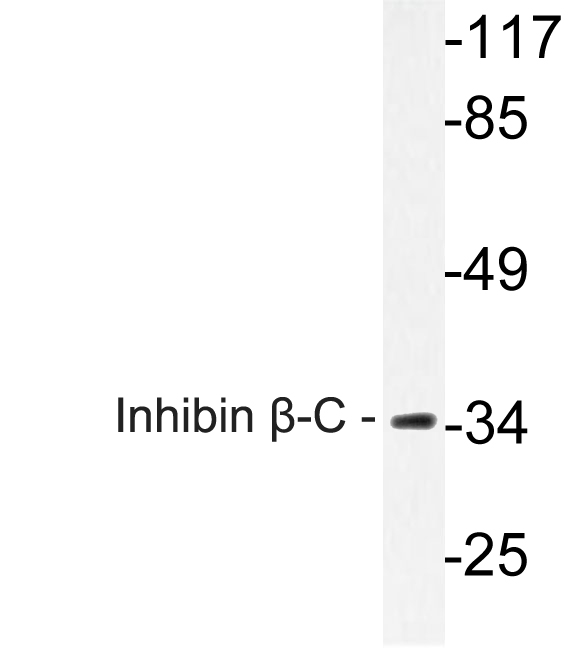 INHBC Antibody - Western blot analysis of lysate from A549 cells, using Inhibin Î²-C antibody.