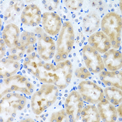 INHBC Antibody - Immunohistochemistry of paraffin-embedded rat kidney tissue.