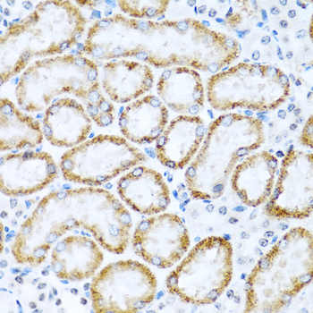 INHBC Antibody - Immunohistochemistry of paraffin-embedded mouse kidney tissue.