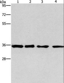 INHBC Antibody - Western blot analysis of 293T, hepG2, HeLa and A549 cell, using INHBC Polyclonal Antibody at dilution of 1:550.